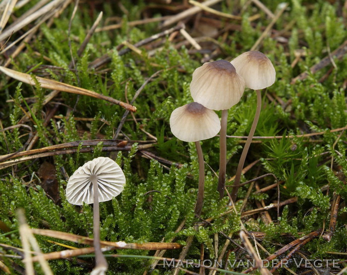 Gewone melksteelmycena - Mycena galopus var. galopus