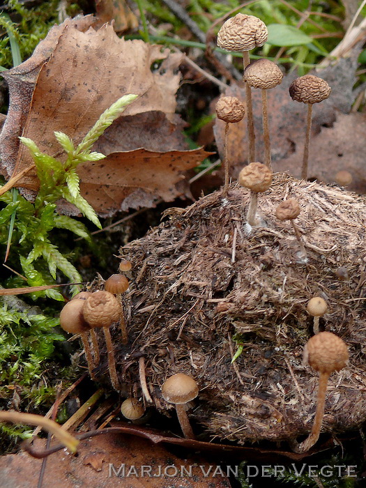 Mestkaalkopje - Deconica coprophila