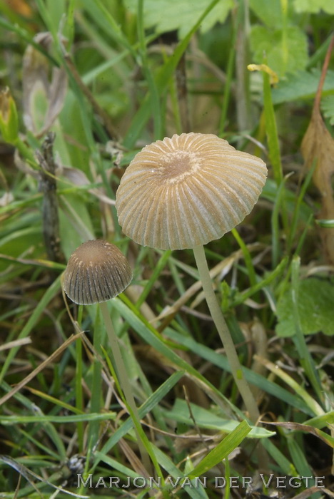 Mestplooirokje - Parasola schroeteri