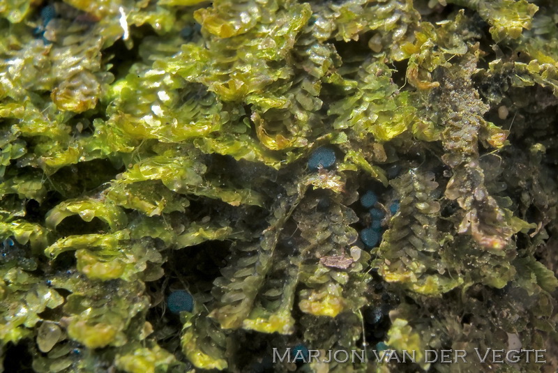 Blauw levermosschoteltje - Mniaecia jungermanniae