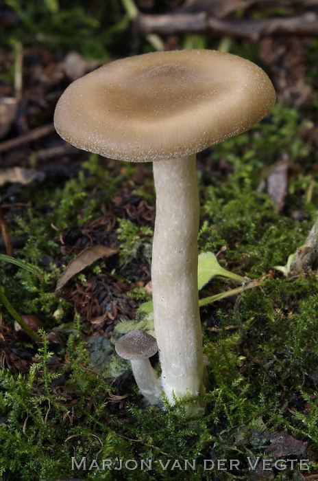 Moerasbossatijnzwam - Entoloma sericatum