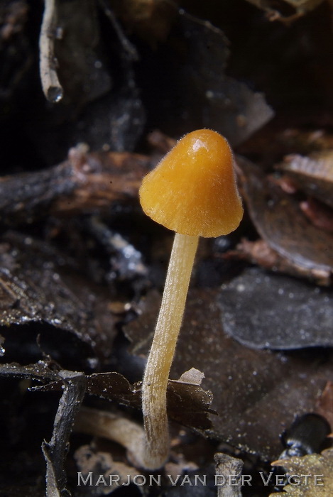 Moerasbreeksteeltje - Conocybe subpubescens