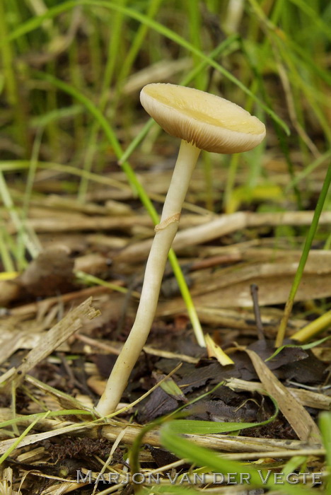 Moerasleemhoed - Agrocybe elatella