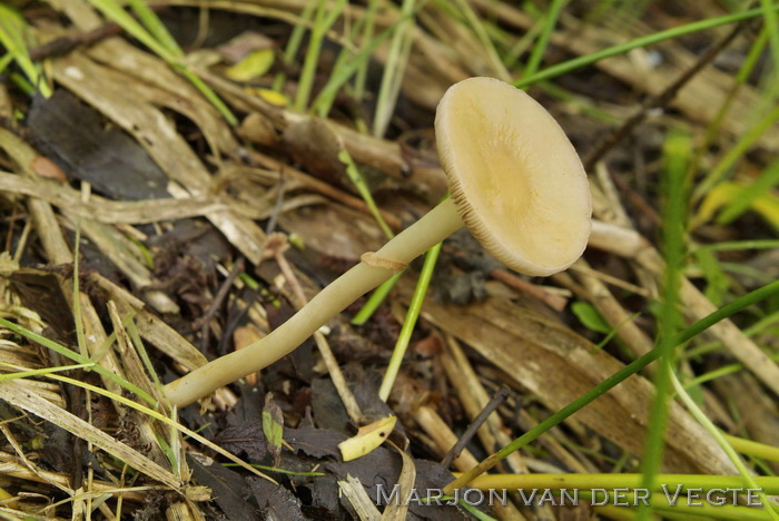 Moerasleemhoed - Agrocybe elatella