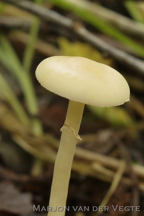 Moerasleemhoed - Agrocybe elatella