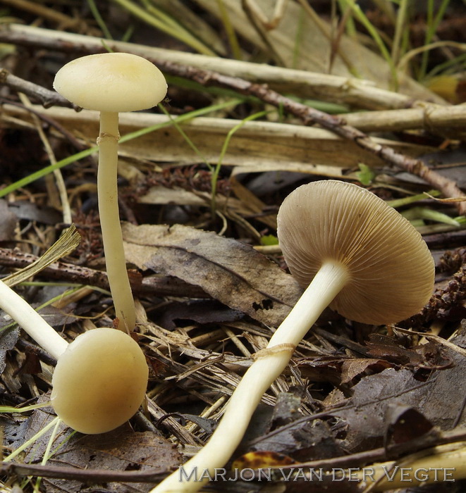 Moerasleemhoed - Agrocybe elatella