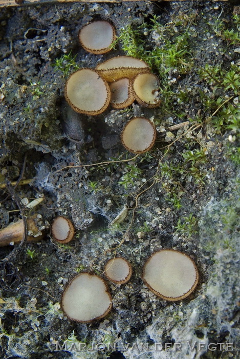 Moeraspelsbekertje - Trichophaea paludosa