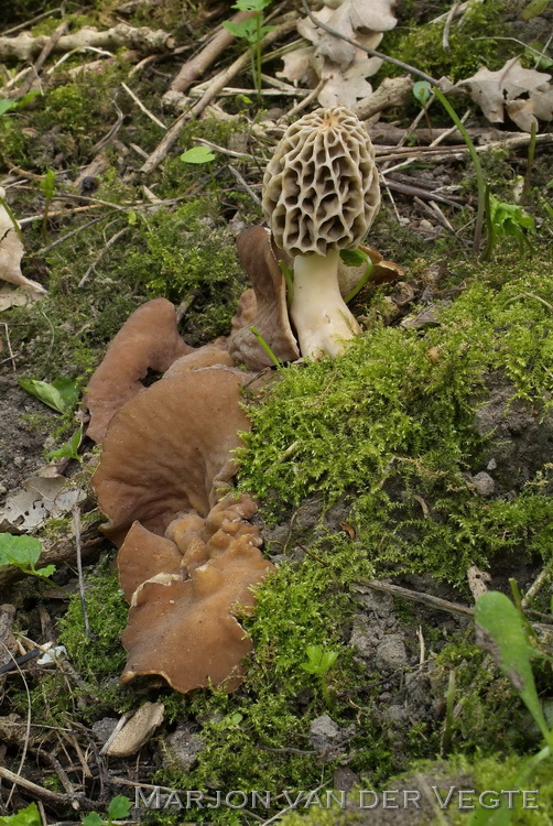 Morchella americana - Morchella americana