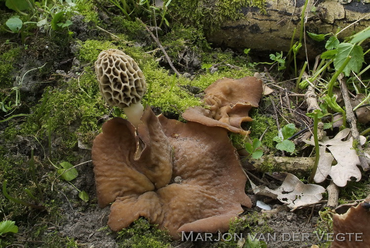 Morchella americana - Morchella americana