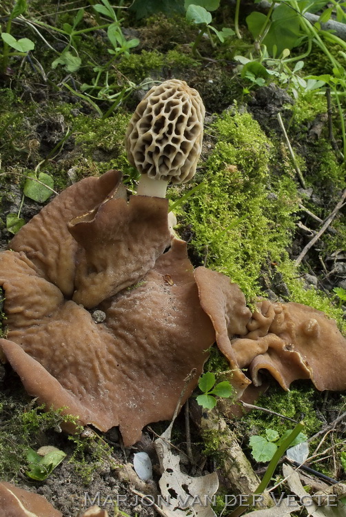 Morchella americana - Morchella americana