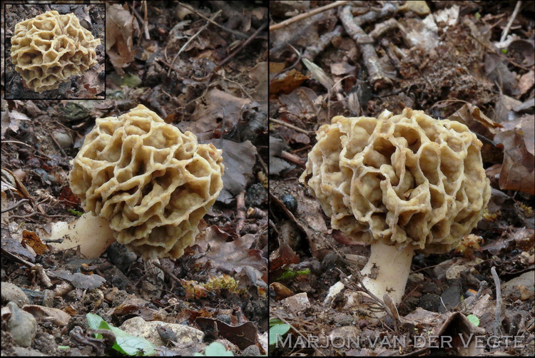 Gewone morielje - Morchella esculenta