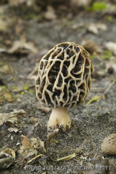 Hersenkronkelmorielje - Morchella vulgaris