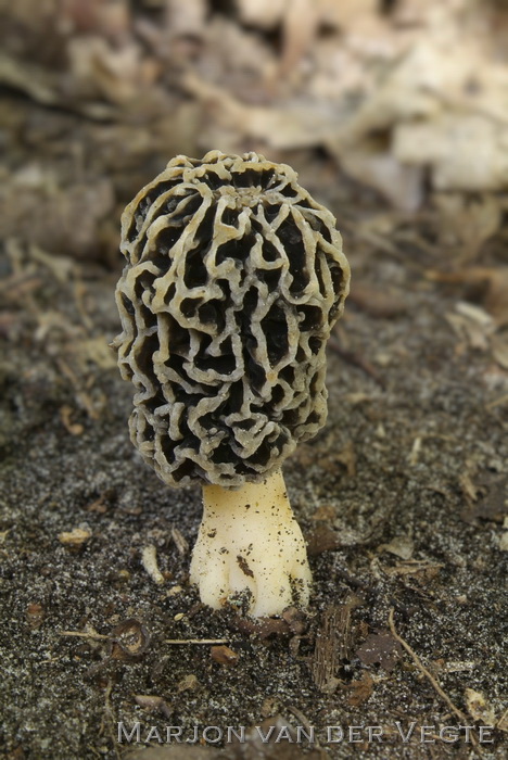 Hersenkronkelmorielje - Morchella vulgaris