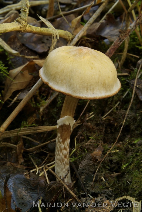 Muffe gordijnzwam - Cortinarius hinnuleus