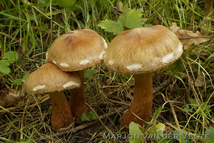 Muffe gordijnzwam - Cortinarius hinnuleus