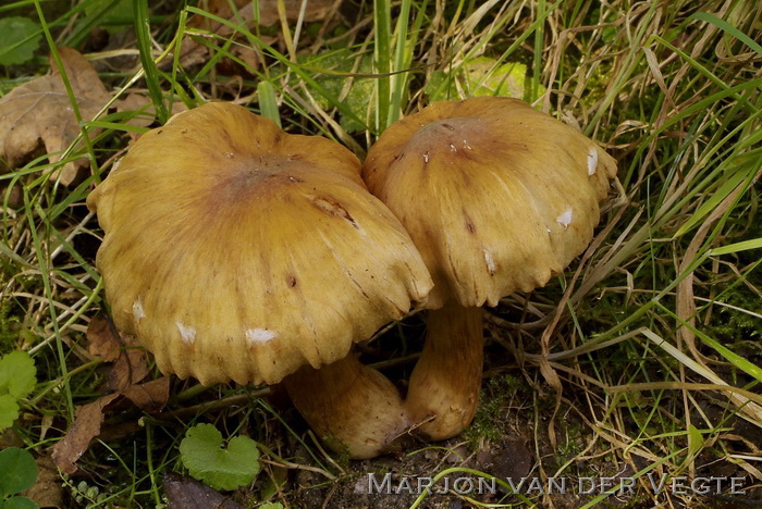 Muffe gordijnzwam - Cortinarius hinnuleus