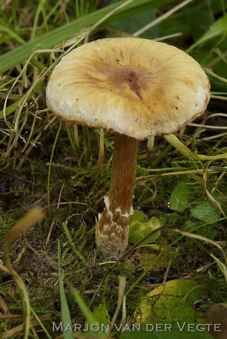 Muffe gordijnzwam - Cortinarius hinnuleus