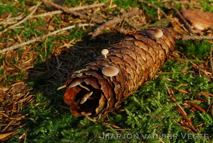 Muizenstaartzwam - Baeospora myosura