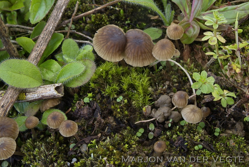 Kleine breedplaatmycena (f. speirea) - Mycena speirea f. speirea