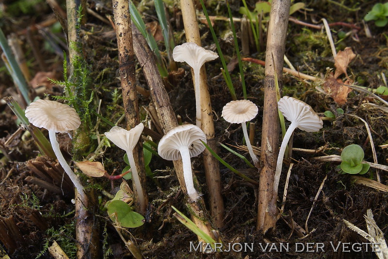 Rietmycena - Mycena belliae