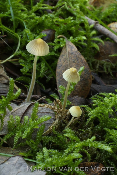 Citroensnedemycena - Mycena citrinomarginata