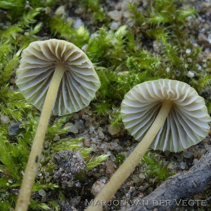 Citroensnedemycena - Mycena citrinomarginata