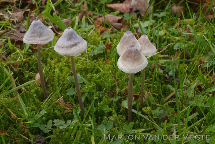 Draadsteelmycena - Mycena filopes