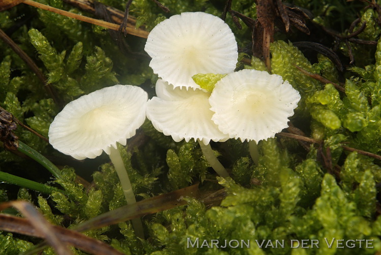 Bleekgele mycena - Mycena flavoalba