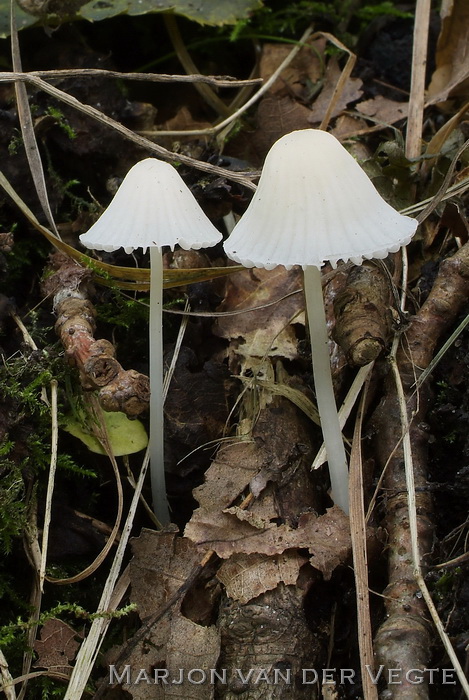 Witte melksteelmycena - Mycena galopus var. candida