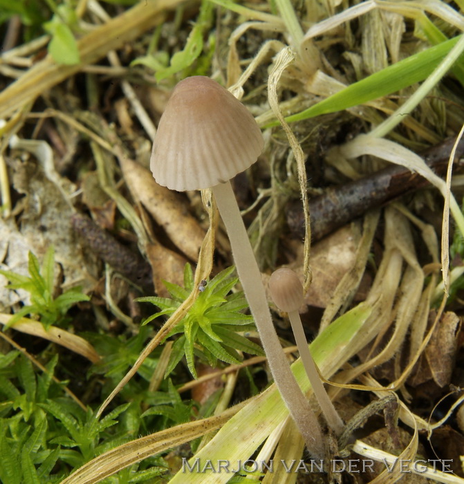 Dennenmycena - Mycena metata