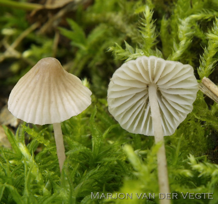 Dennenmycena - Mycena metata