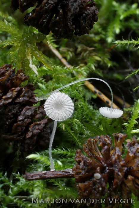 Plooirokmycena - Mycena rhenana