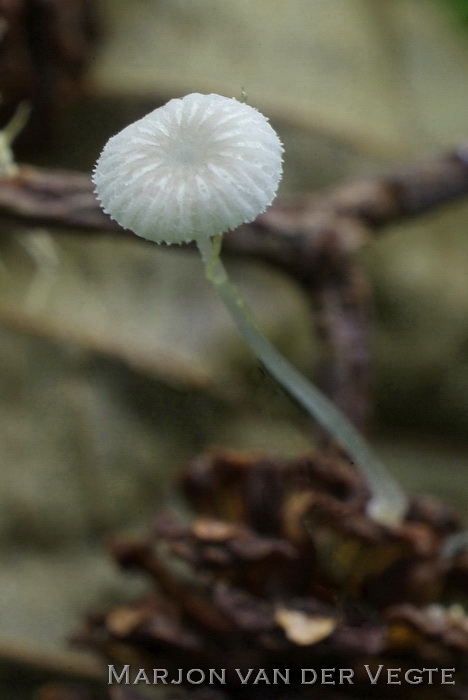 Plooirokmycena - Mycena rhenana