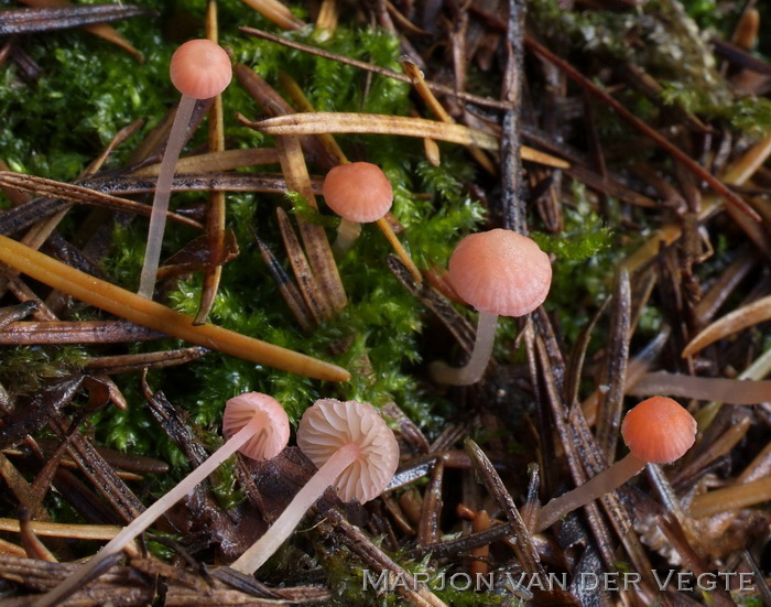 Mycena rosella - Mycena rosella