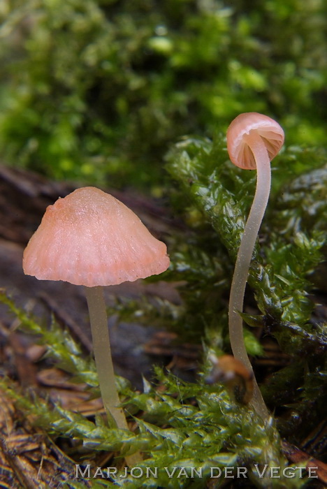 Mycena rosella - Mycena rosella