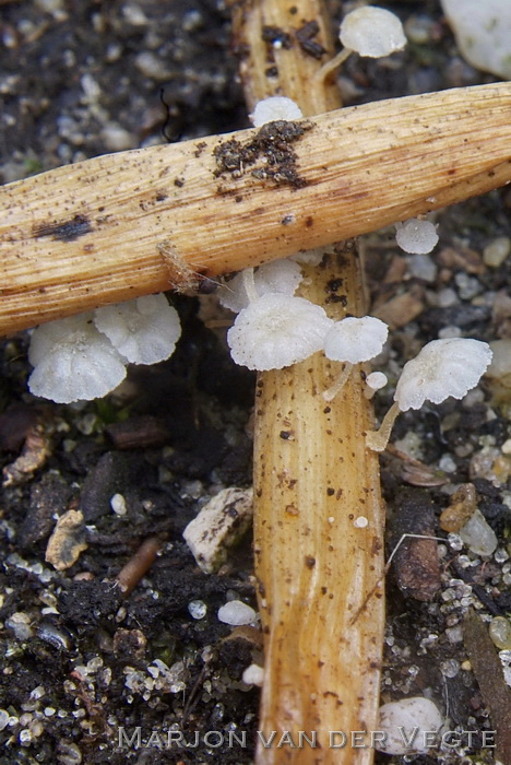 Zeggemycena - Resinomycena saccharifera