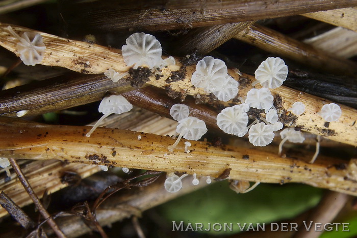 Zeggemycena - Resinomycena saccharifera