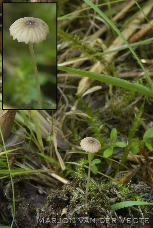 Kleine breedplaatmycena - Mycena speirea