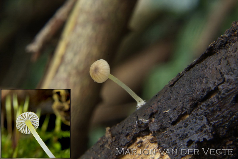 Mycena speirea f. camptophylla - Mycena speirea f. camptophylla