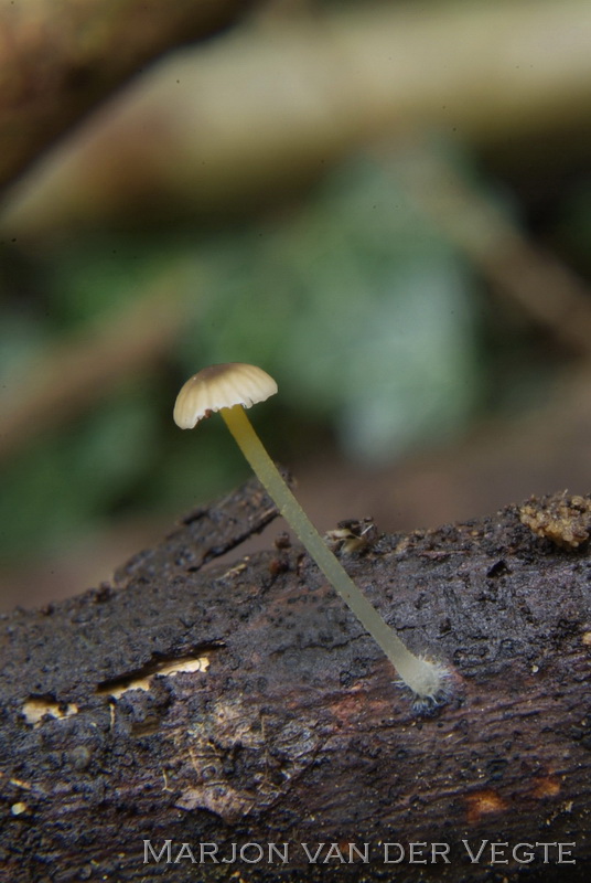 Mycena speirea f. camptophylla - Mycena speirea f. camptophylla