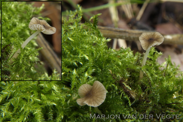 Kleine breedplaatmycena - Mycena speirea