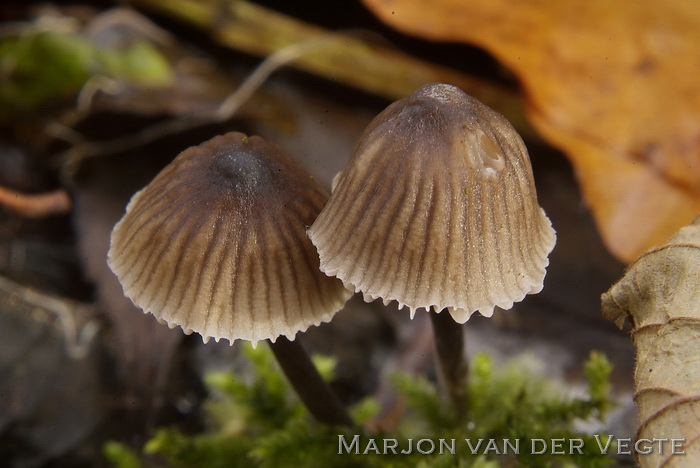 Melksteelmycena - Mycena galopus 