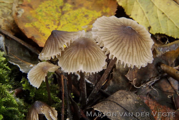 Melksteelmycena - Mycena galopus 