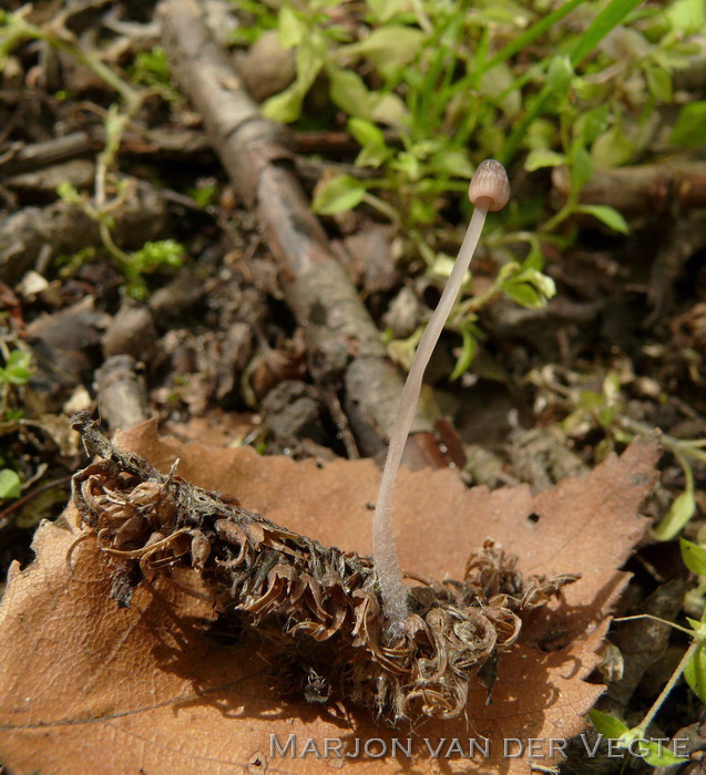 Dennenmycena - Mycena metata