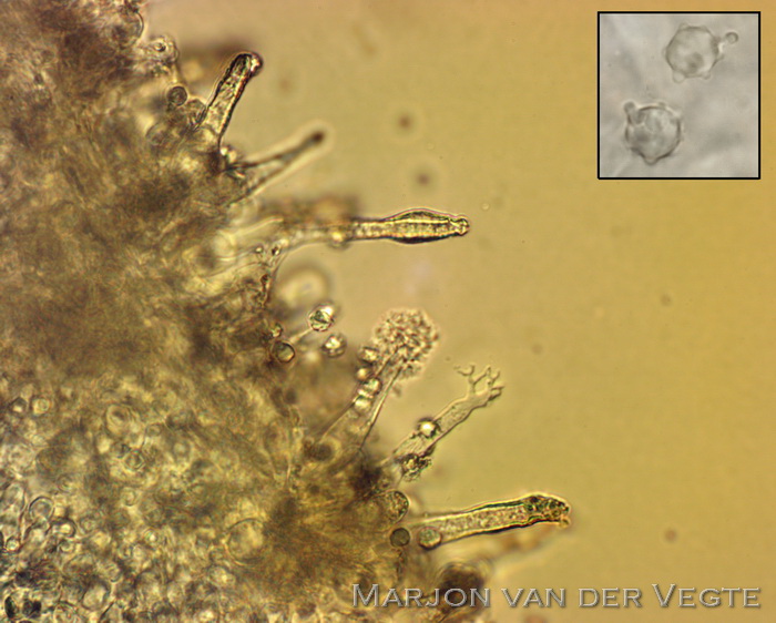 Wortelend taaisteeltje - Mycenella lasiosperma