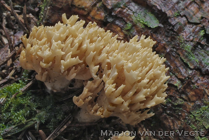 Naaldboskoraalzwam - Ramaria eumorpha