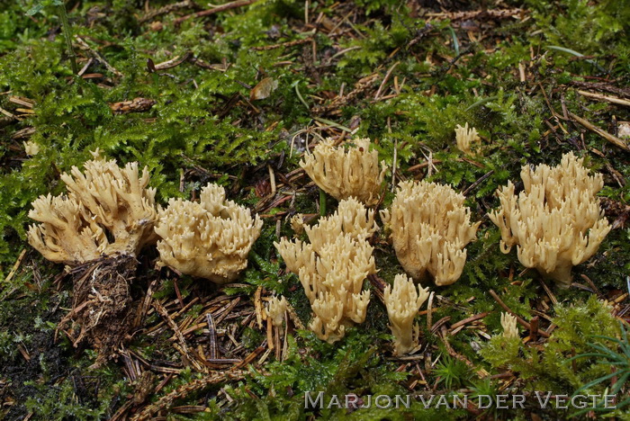 Naaldboskoraalzwam - Ramaria eumorpha