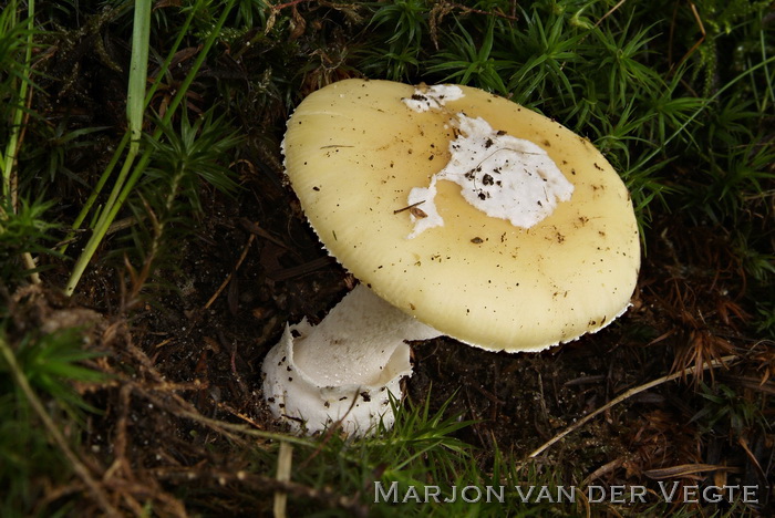 Narcisamaniet - Amanita gemmata