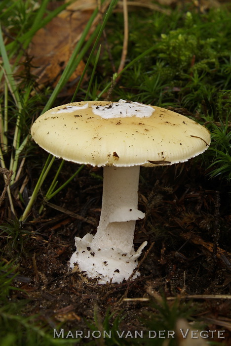 Narcisamaniet - Amanita gemmata