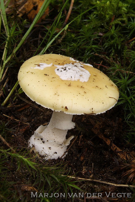 Narcisamaniet - Amanita gemmata